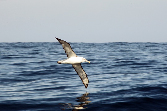 Seagull in Sedgefield | Ocean | Garden Route 